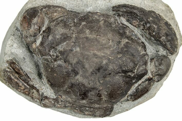Eocene Fossil Crab (Pulalius) - Washington State #349477